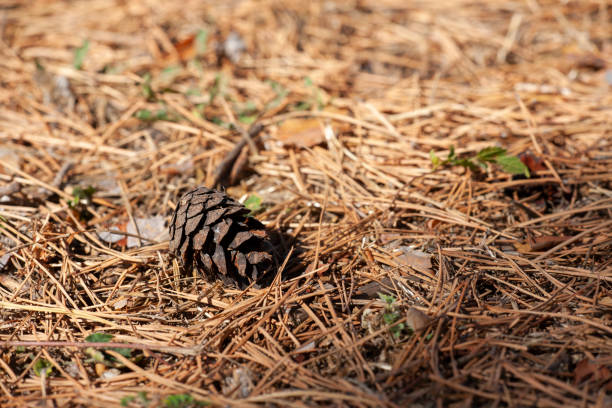 istock Dry autumn fallen cones lie on the needles. Background, texture. 1058666760