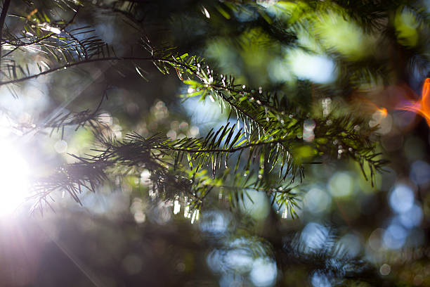 flare on evergreen stock photo