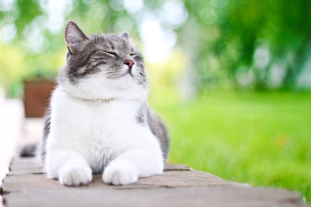 linda cat se satisface tomar el sol al aire libre - chubby cheeks fotografías e imágenes de stock