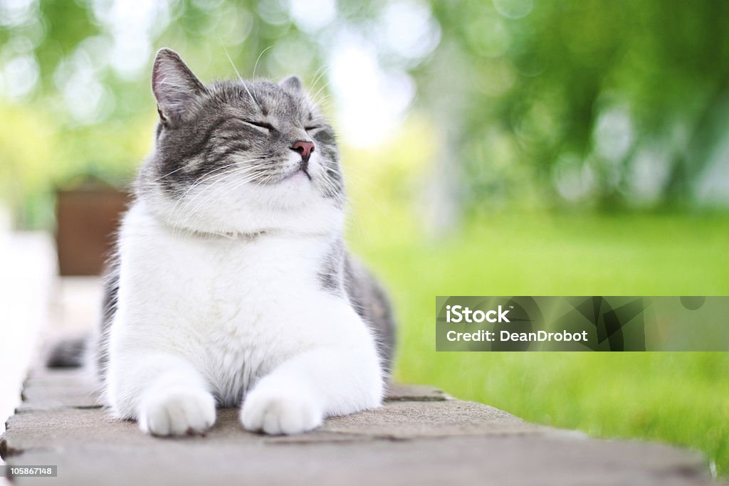 Cute cat sunning itself happily outdoors Cute cat enjoying his life outdoors. Domestic Cat Stock Photo