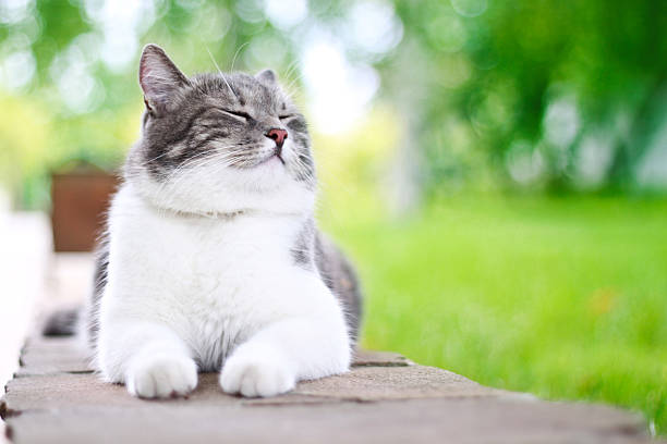 Cute cat sunning itself happily outdoors stock photo
