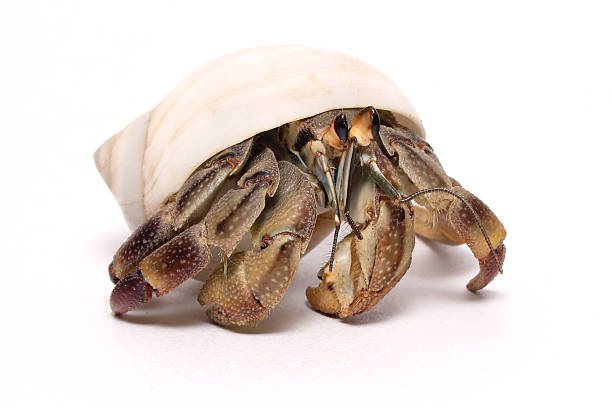 집게 흰색 바탕에 그림자와 - hermit crab pets animal leg shell 뉴스 사진 이미지