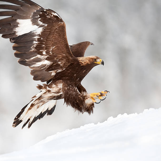 de landing eagle - aguila real fotografías e imágenes de stock