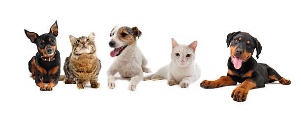istock group of puppies and cats 105867577
