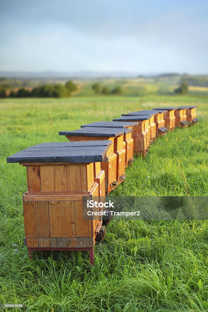 Line of Bee hives in a grassy field rural wooden beehives on meadow Agriculture Stock Photo