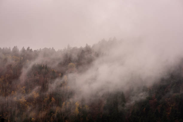 Misty morning view in wet mountain area.