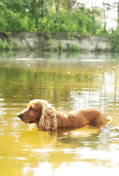 istock Dog bathing. English cocker spaniel 105867684