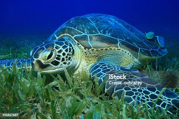 Green Turtle Stockfoto und mehr Bilder von Chelonioidea - Chelonioidea, Essen - Mund benutzen, Seegras - Material