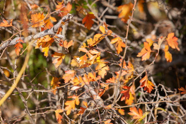 istock branches with hawthorn berries in the garden. background with branches and hawthorn berries. 1058680204