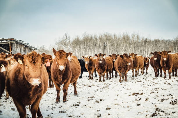 vaca, saskachuwan, canadá - cattle highland cattle beef animal fotografías e imágenes de stock