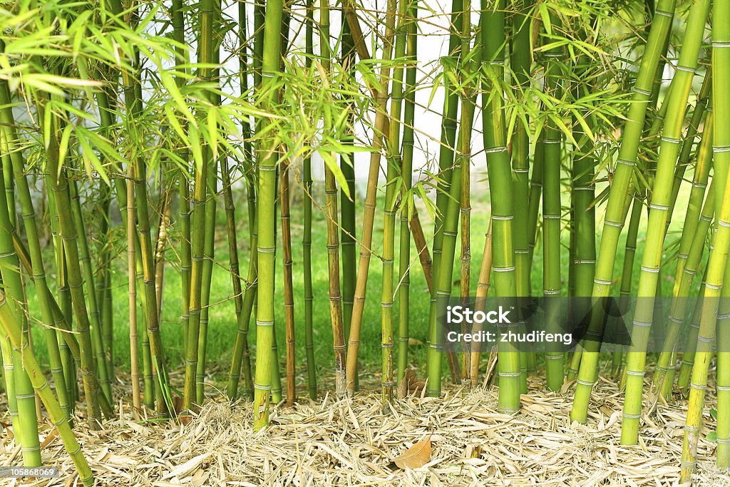 En bambou - Photo de Arbre libre de droits