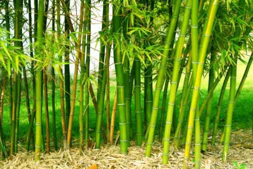 Green bamboo growing in a forest. The sun is shining through the plants.