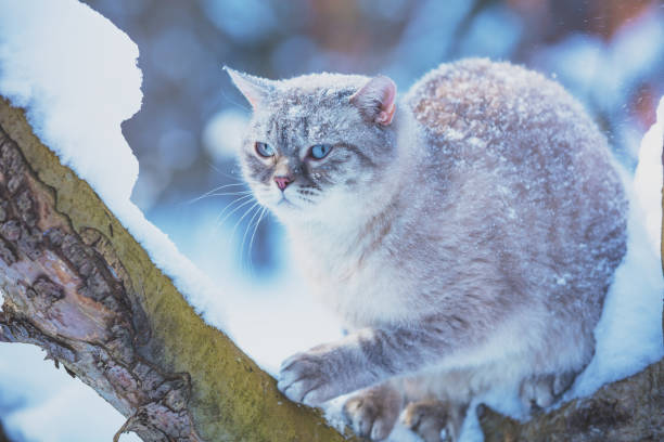 istock Siamese cat sits on a tree in the garden in a snowy winter 1058687480