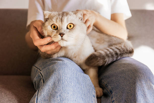 istock Funny looking grey and white cat indoors. 1058687932