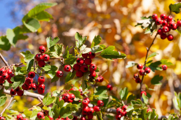 branches with hawthorn berries in the garden. background with branches and hawthorn berries.
