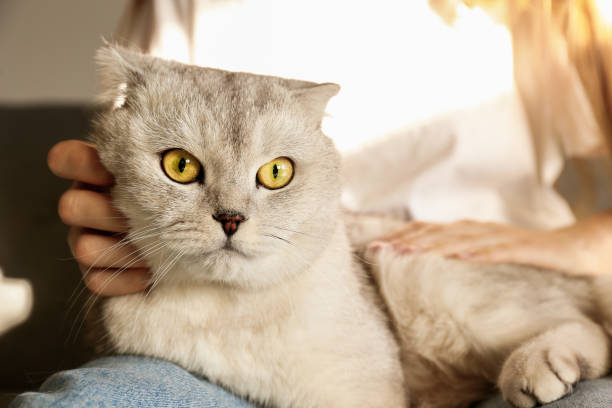 istock Funny looking grey and white cat indoors. 1058687980