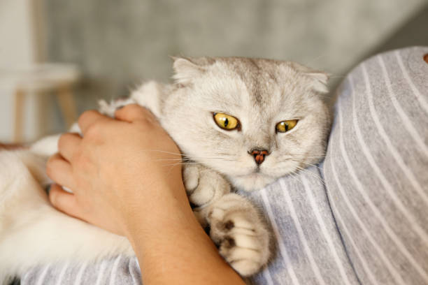 istock Funny looking grey and white cat indoors. 1058688382
