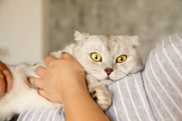 istock Funny looking grey and white cat indoors. 1058688414
