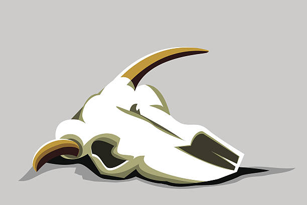 Cow Skull Dried up cow skull. Vector illustration, fully layered and easy to edit. animal skull stock illustrations