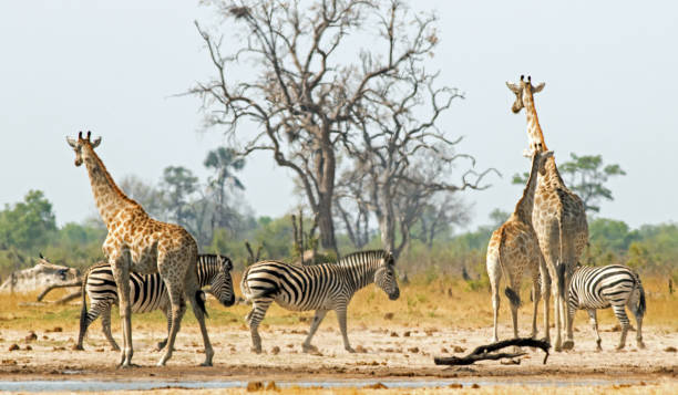 View of a vibrant waterhole with Giraffes and zebra in Makololo stock photo