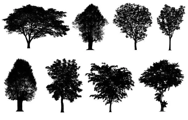 Photo of Black tree silhouettes collection isolated on white background