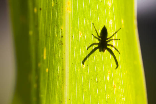 Shadow of a jumping spider on the leaf