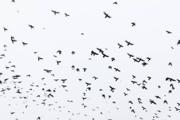 istock Black raven flock flying in the sky 1058692678