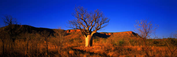 istock Boab tree in the Kimberley-Australia. 1058692798
