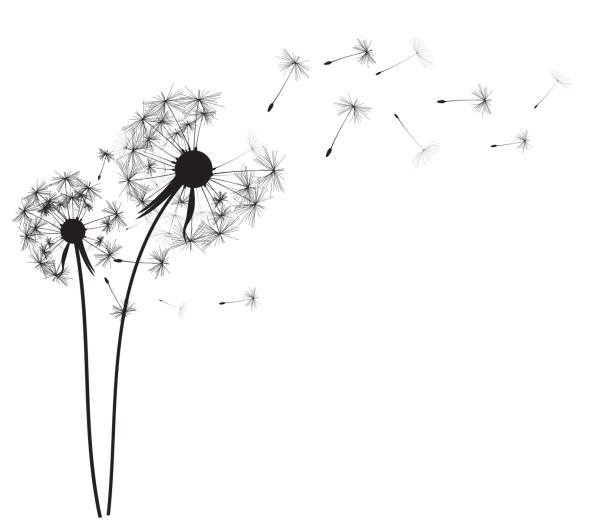 abstrakt löwenzahn-hintergrund-vektor-illustration - flower dandelion stock-grafiken, -clipart, -cartoons und -symbole