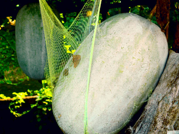istock A big fruit's dangling under the tree with soft net beside a river. 1058694332