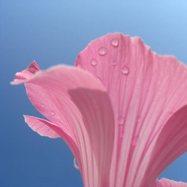 royal malva - feuchtigkeit fotografías e imágenes de stock