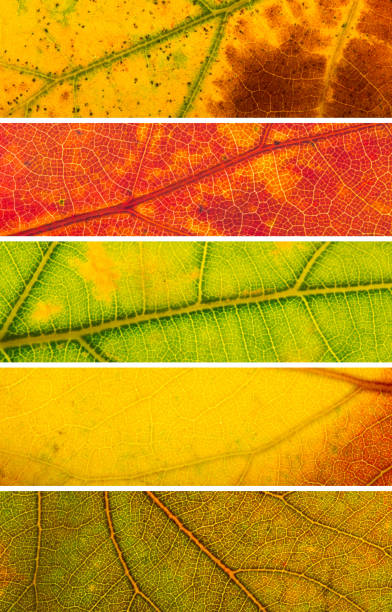 istock tree leaf nature background autumn bright colors 1058696622