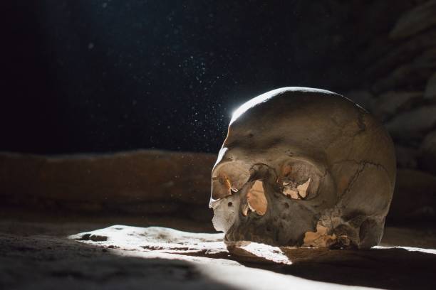 Human skull in the scary underground, spooky old castle cellar Spooky old castle cellar and human body remains human skull stock pictures, royalty-free photos & images