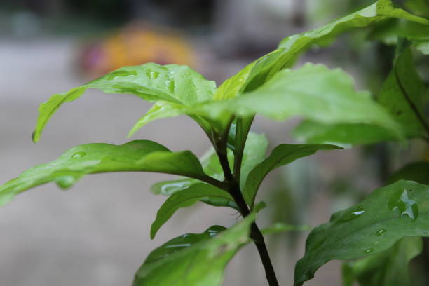 istock water beauty of plant 1058698936