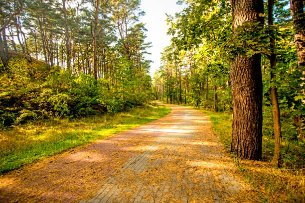 istock forest at the Baltic sea coast in Poland 1058699314