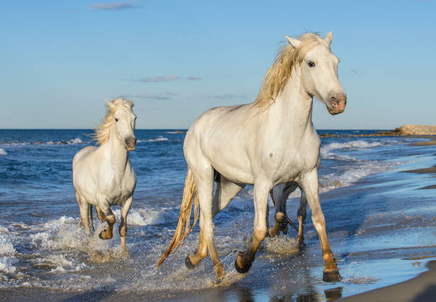 istock White Camargue horses galloping on the blue water 1058701146