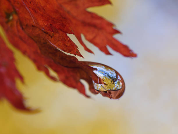 wald in wassertropfen. - grass maple tree nature dew stock-fotos und bilder