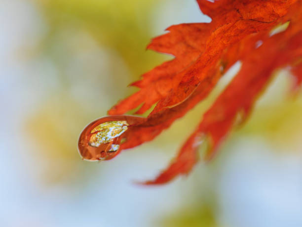 wald in wassertropfen. - grass maple tree nature dew stock-fotos und bilder