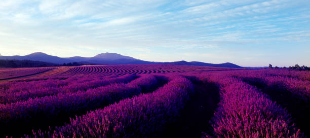 Lavender Fields in Tasmania. stock photo