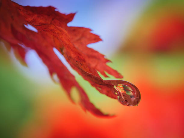 wald in wassertropfen. - grass maple tree nature dew stock-fotos und bilder