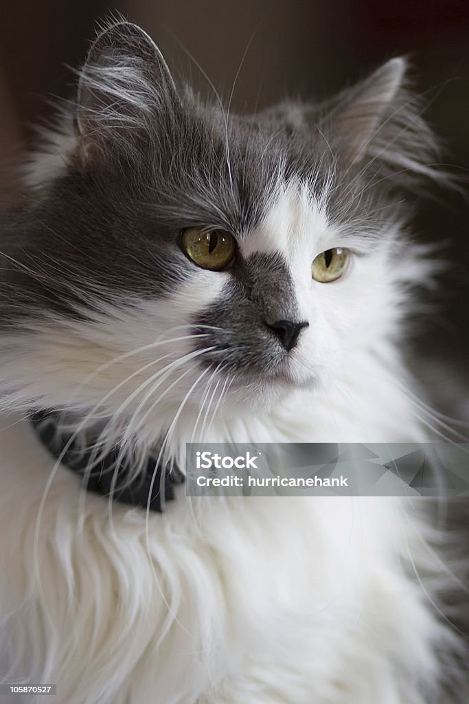 Turkish Angora mixed with Persian breed cat White and gray domestic cat Animal Stock Photo