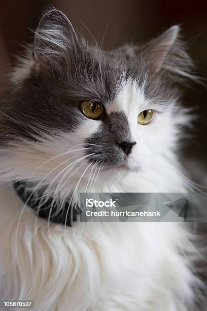 Turkish Angora Mixed With Persian Breed Cat Stock Photo - Download Image Now - Animal, Animal Body Part, Animal Eye