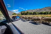 Travel image of sheeps crossing country road in New Zealand