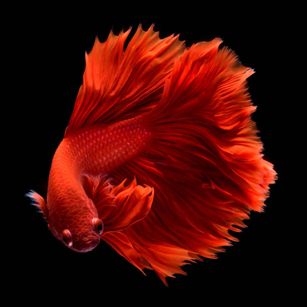 Red Betta Siamese fighting fish. Fins and tail like long skirts, half moon tail, perfect fish elegance.
Fish with red color It is believed that lucky and bring good luck to the owner.
Fish that are native to Thailand.Fight to compete. siamese fighting fish stock pictures, royalty-free photos & images