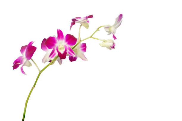 Beautiful Orchid  isolated on a white background stock photo