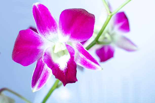 istock Beautiful macro view Orchid  isolated on a color background 1058710688