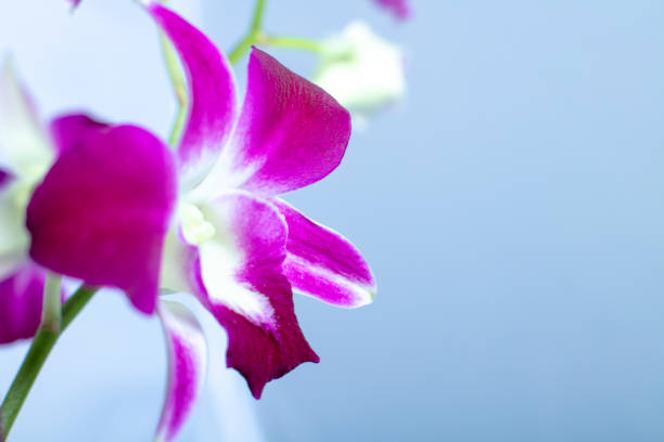 Beautiful macro view Orchid  isolated on a color background  Selective soft focus. Vibrant tropical orchid flower, floral background.
