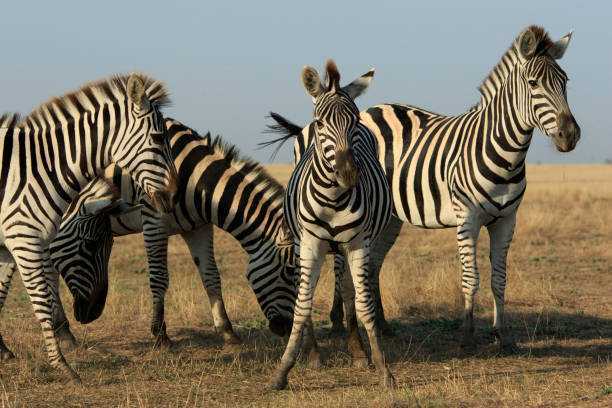 istock Group Of Zebras In a Dry Field 1058712194