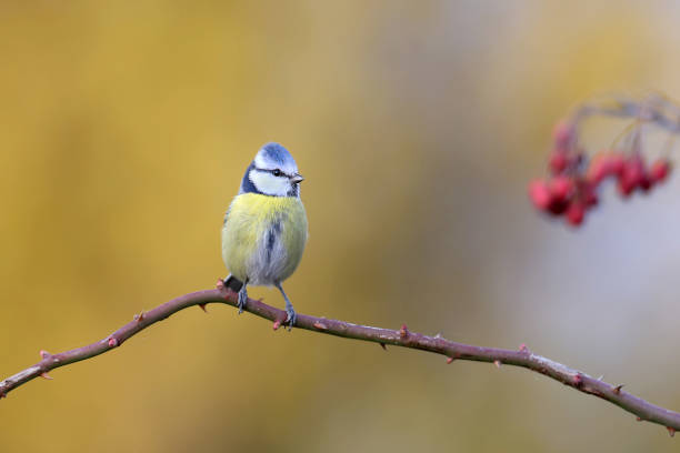 istock Yellow,blue and red 1058713386