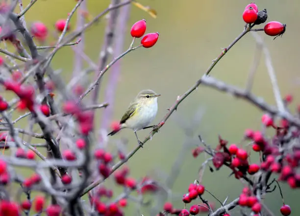 A common chiffchaff sitting on a branch of a wild rose bush surrounded by red berries